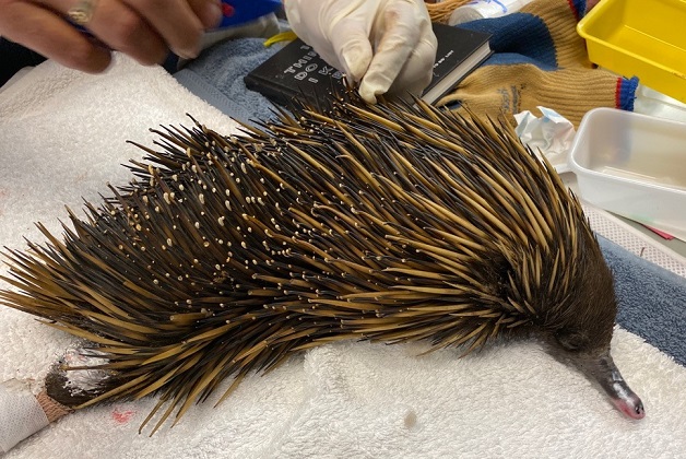 Echidna receiving care after its pads were burned in the Australian Wildfire