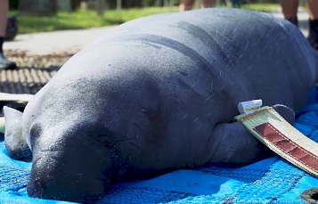Rescued! Bingley the Manatee