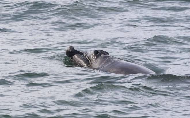 An Endangered North Atlantic Right Whale Calf