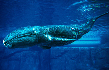 Grey whale swimming in ocean