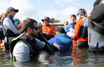 SeaWorld volunteers holding trapped dolphin