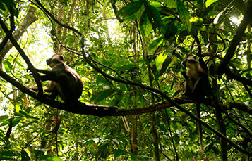 Monkey sitting in tree in rainforest