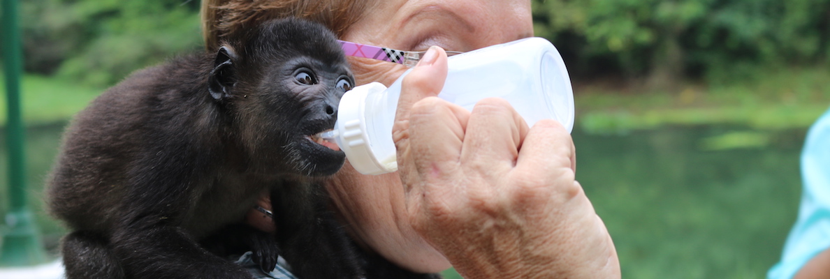 Feeding a baby monkey food through a bottle