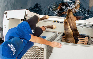 SeaWorld San Diego volunteering releasing sea lions
