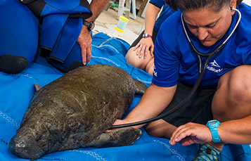 SeaWorld veterinarian checking the heartbeat of a stranded manatee 