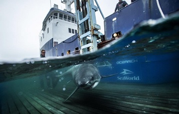 Molly Martony aboard an expedition with OCEARCH working with sharks 