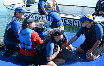 SeaWorld volunteers rescuing tangled dolphin