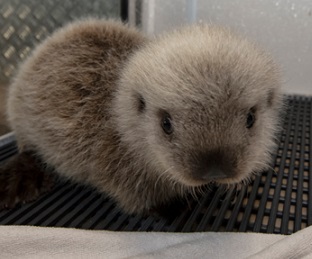 Cinder the baby sea otter