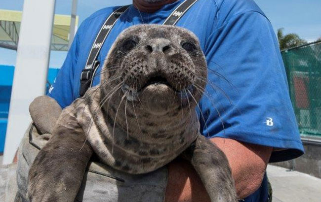 Rescued seal release