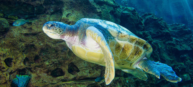Turtle Trek at SeaWorld San Antonio