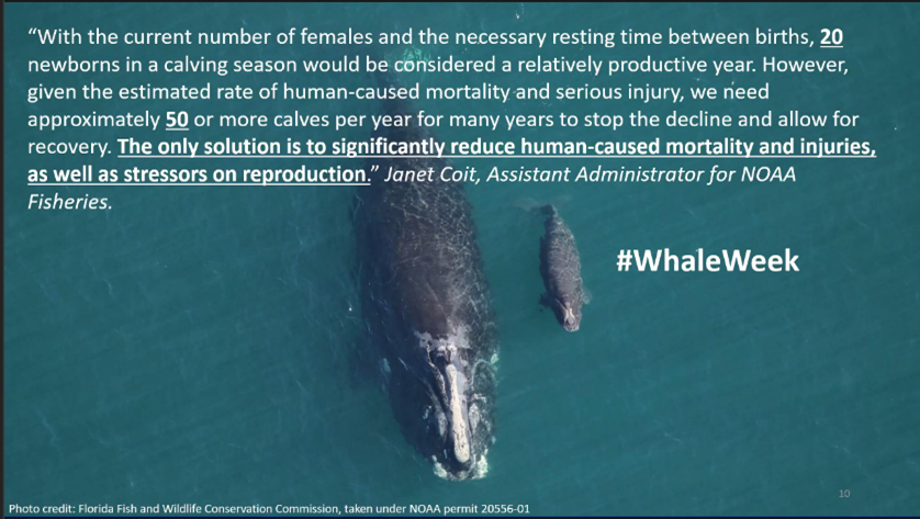 #Whaleweek