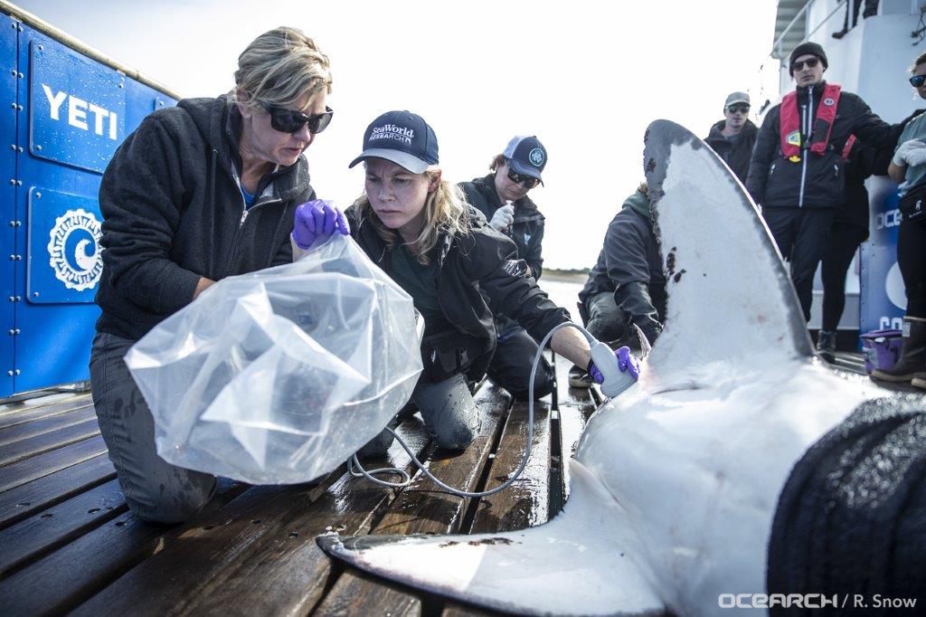 Researchers performing an Ultrasound on the elusive White Shark