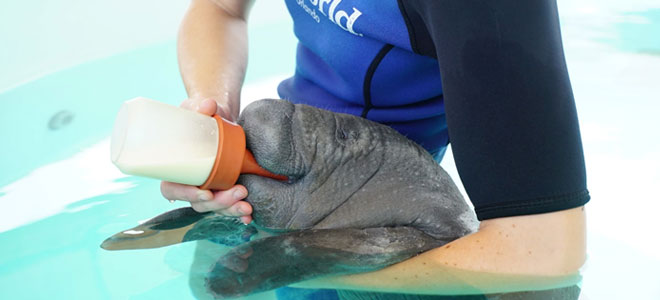 SeaWorld Rescue Team nursing a baby manatee