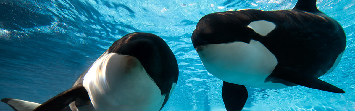 Two killer whales underwater