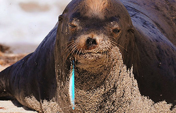 Sea lion with debris stuck in its mouth