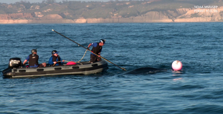 Tangled Humpback Whale Gets Help From Seaworld Rescue Team