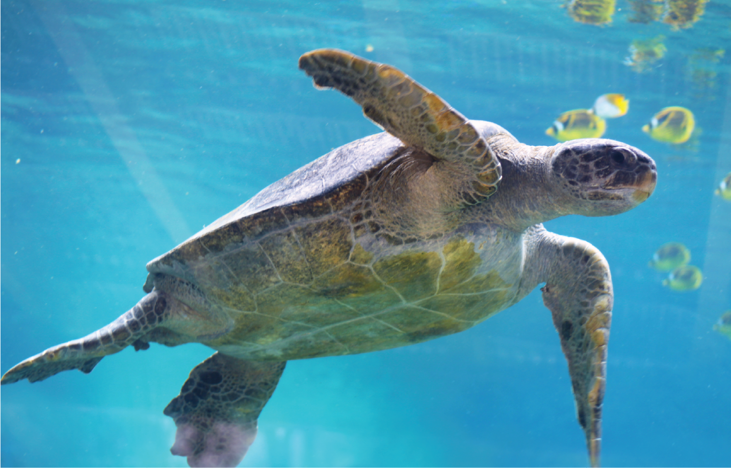 Turtle swimming under water