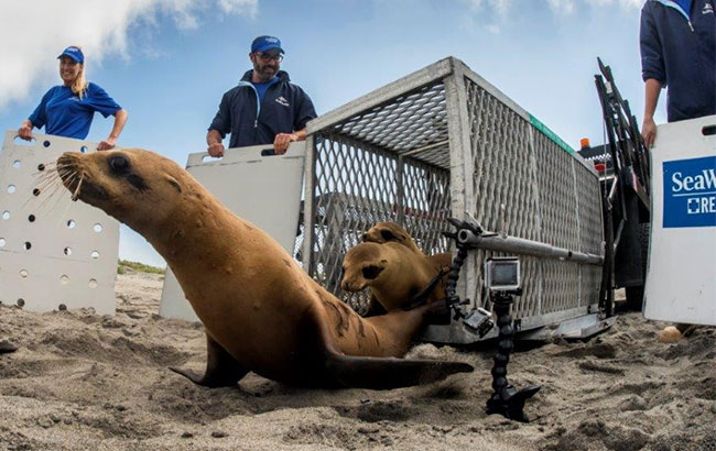 Sea Rescue team releases sea lions