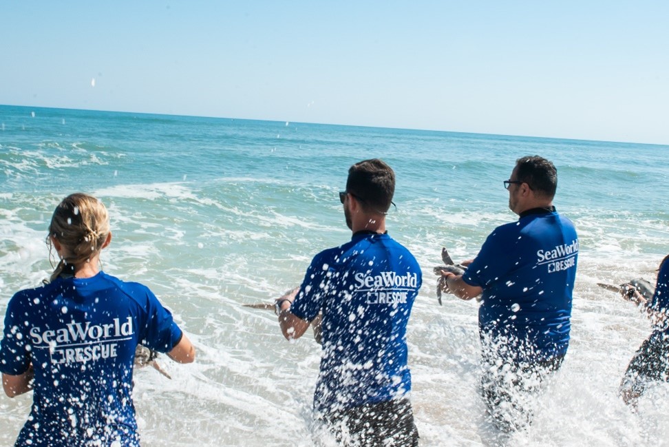 SeaWorld Rescue Team returning rehabilitated Sea Turtles to the ocean.