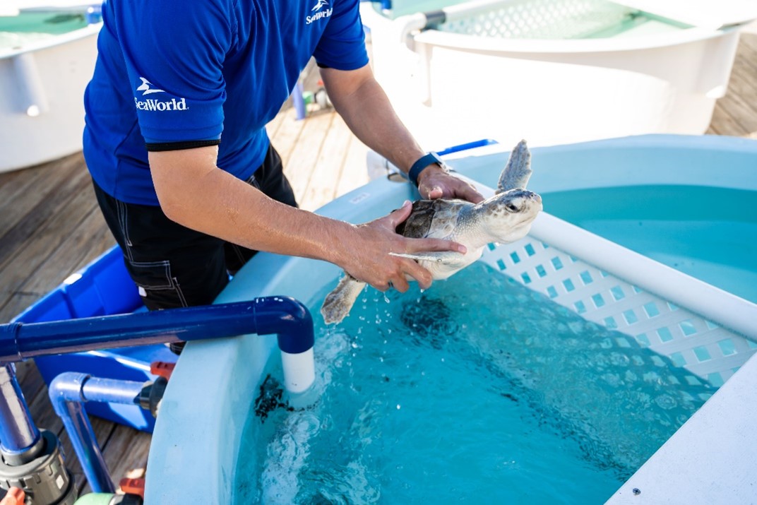 SeaWorld Rescue Team Member caring for a Sea Turtle