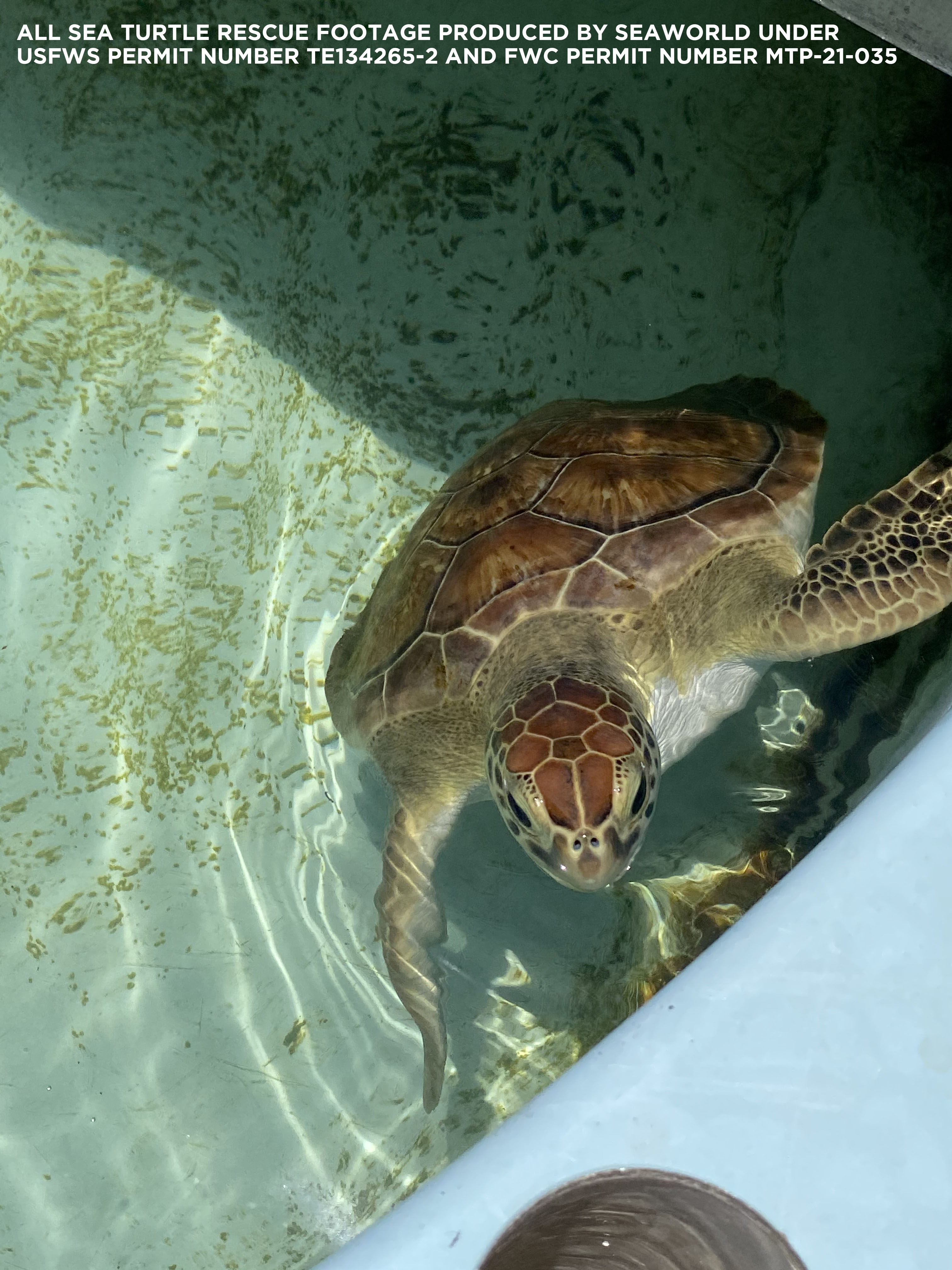 Sea Turtle Rehabilitation