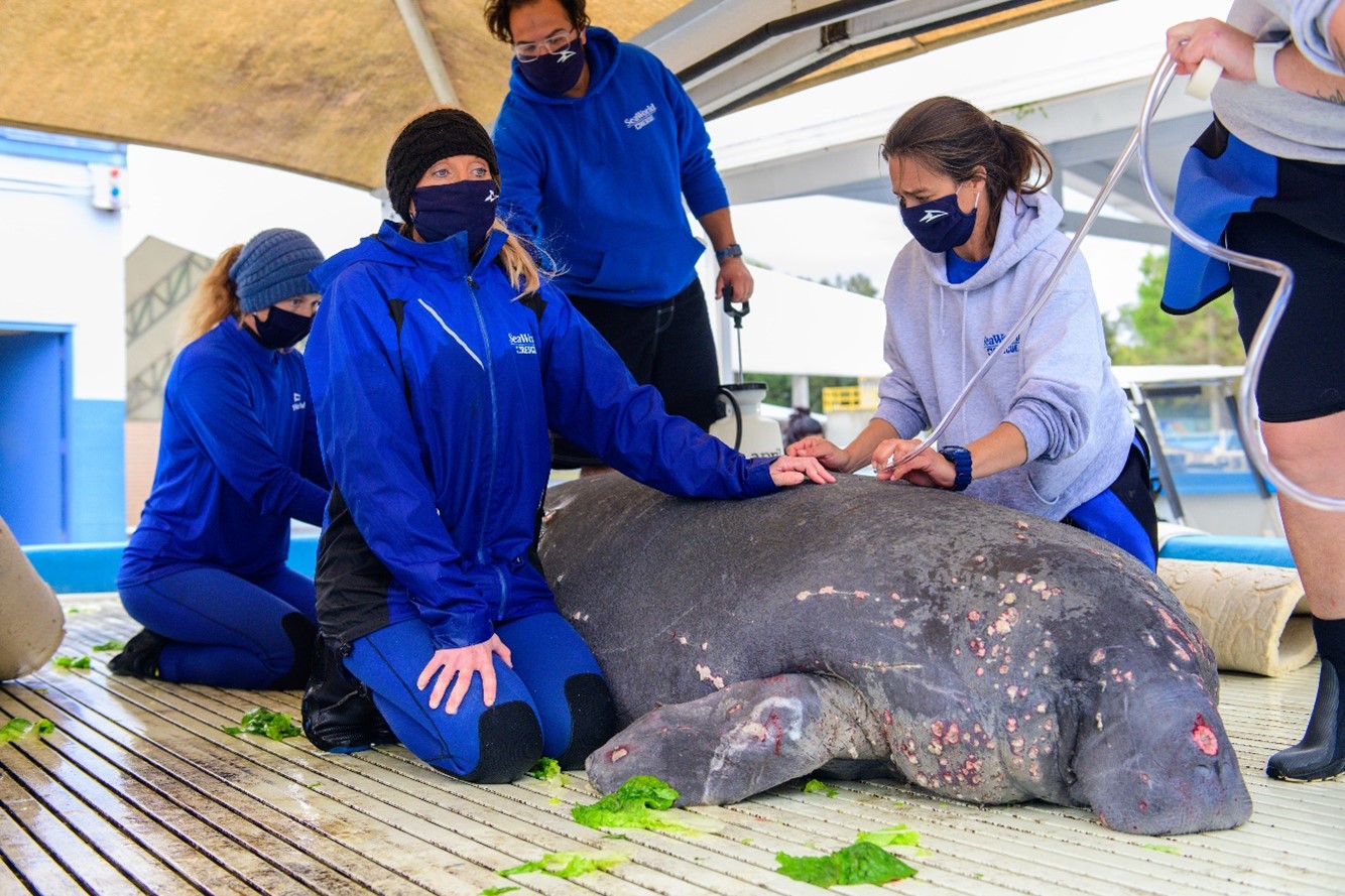 SeaWorld Rescue Team caring for an injured manatee.