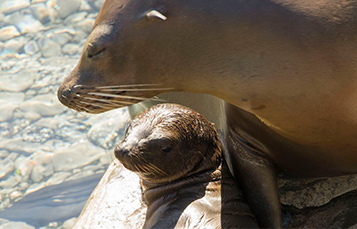 Sea Lion mom and pup