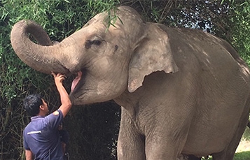 Wildlife Alliance volunteer feeding rescued elephant